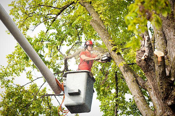 Professional Tree Services in Harmony, RI