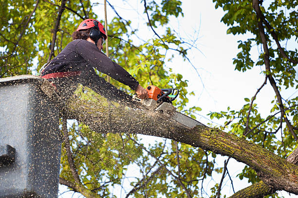 Why Choose Our Tree Removal Services in Harmony, RI?